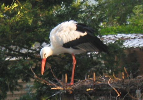 Natur pur Natur pur